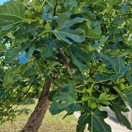 Enjoy Split, New In The Center With A Private Garden Appartamento *