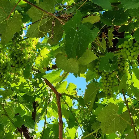 Enjoy Split, New In The Center With A Private Garden Spalato